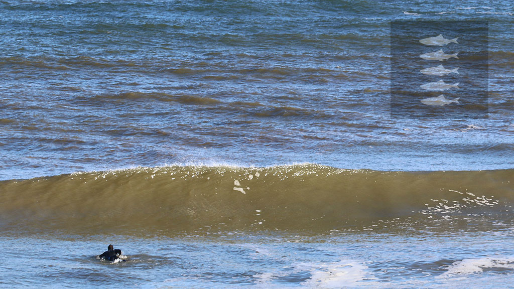 golfsurfen nederland