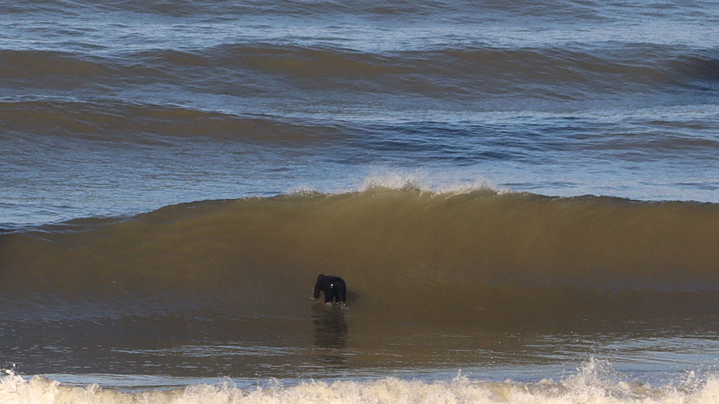 golfsurfen nederland